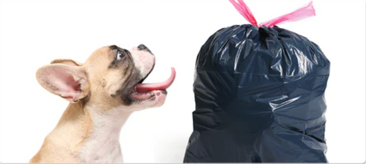 My dog’s breath stinks: What are the causes of their bad breath?