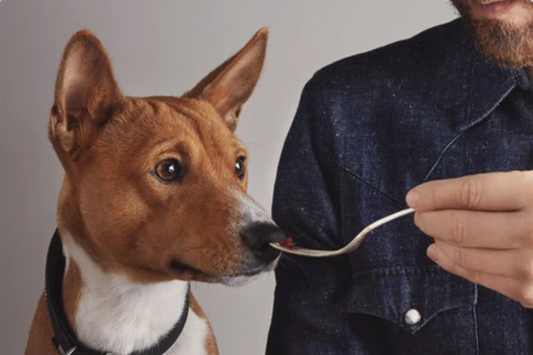 Tips and Tricks For Feeding a Picky Dog
