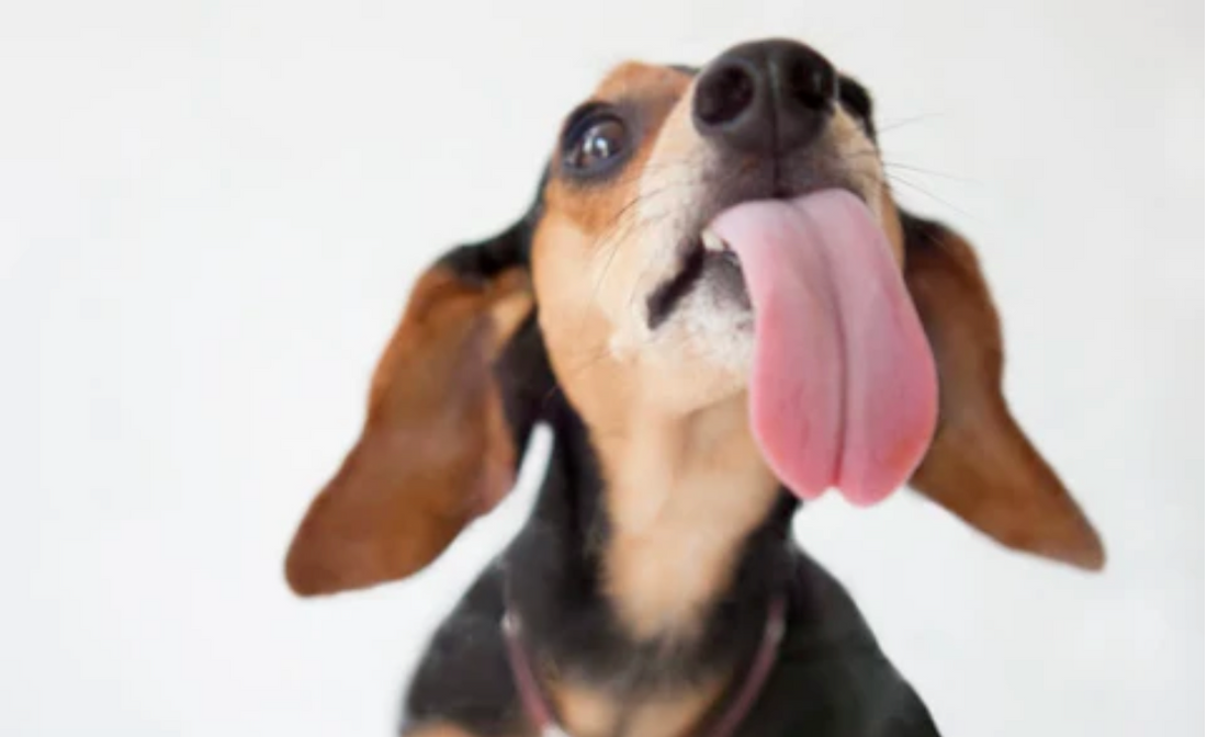 Why Does My Dog Keep Licking the Air?