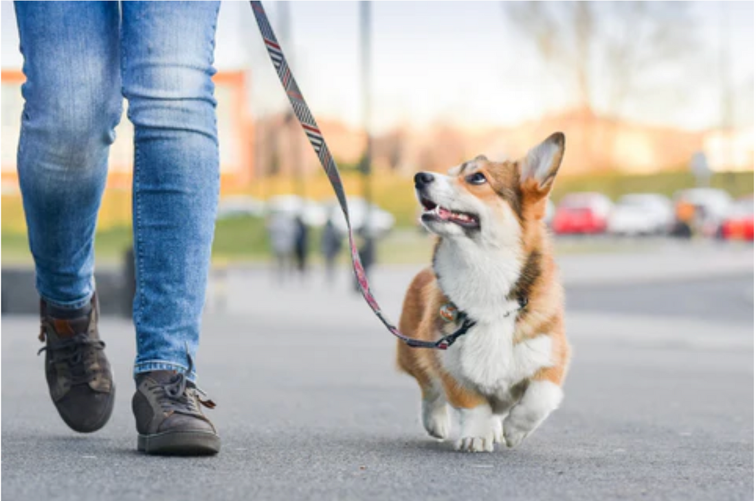 How Much Should You Walk Your Dog?