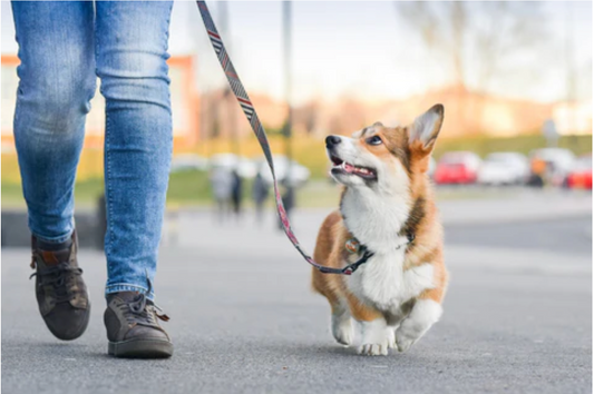 How Much Should You Walk Your Dog?