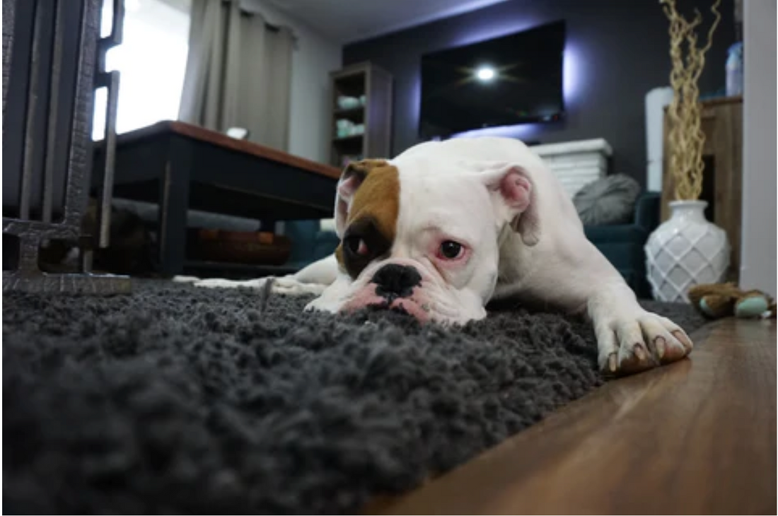 Why Do Dogs Eat Poop?