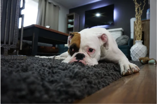 Why Do Dogs Eat Poop?