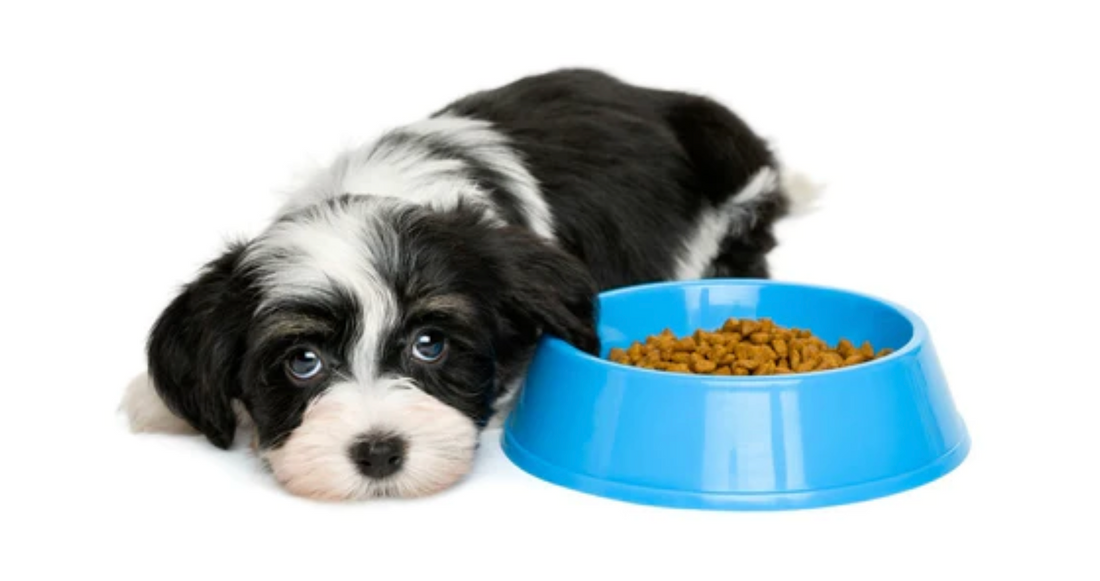 Here’s How to Help a Puppy That Won’t Eat
