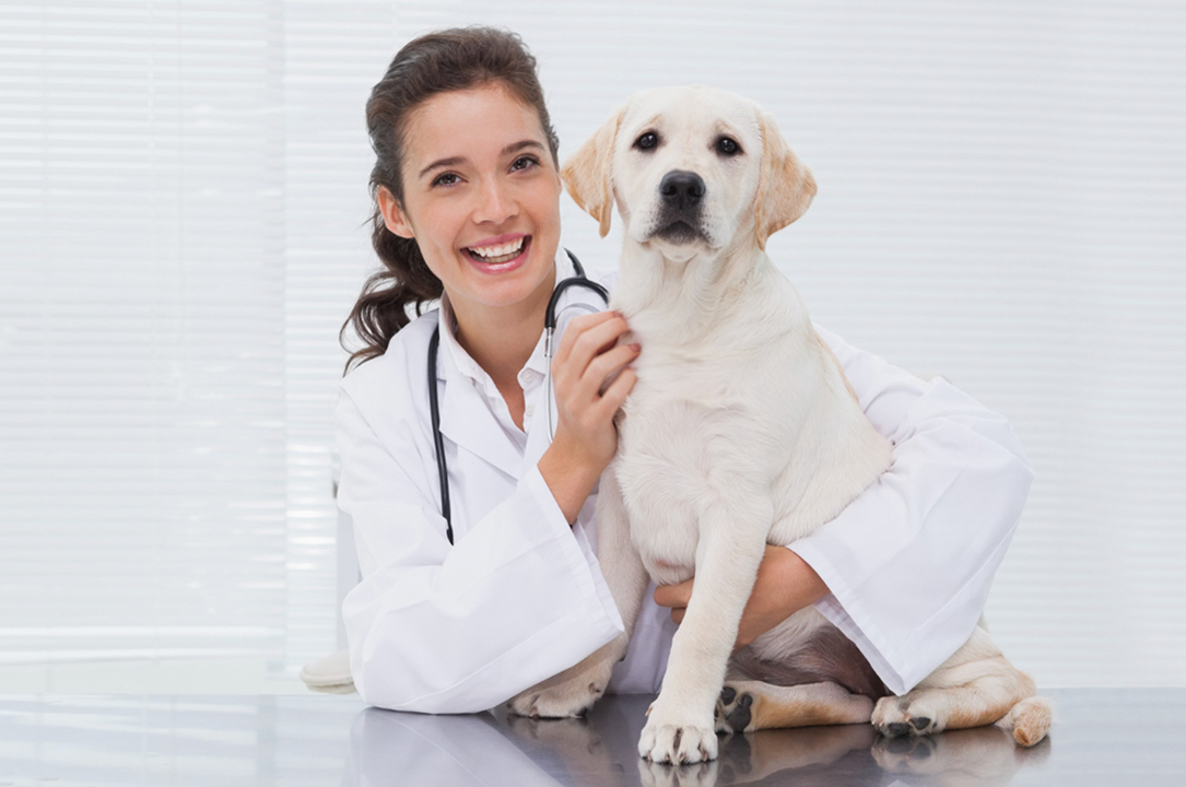 5 Reasons Vets Recommend Probiotics for Dogs