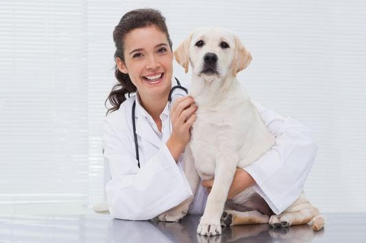 5 Reasons Vets Recommend Probiotics for Dogs