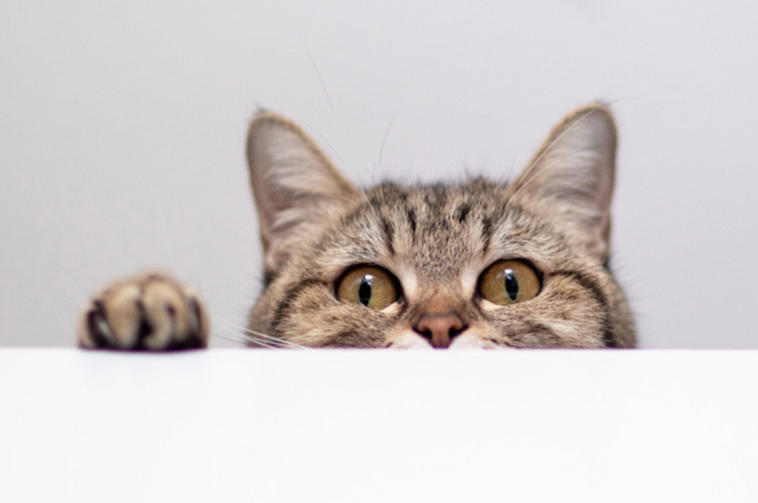 5 Simple Habits To Keep Your Cat Happy & Health