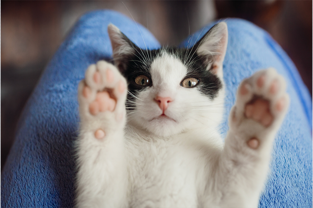 5 Ways Probiotics Can Improve Your Cat’s Health & Well-Being