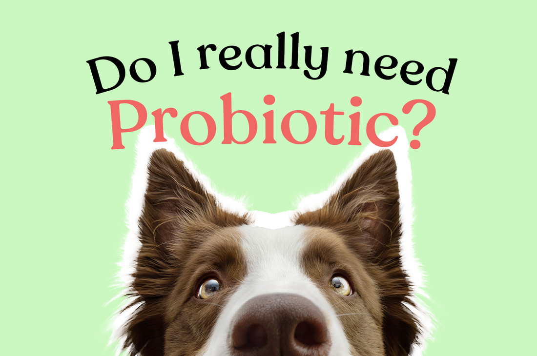 7 Signs Your Pet Needs Probiotics