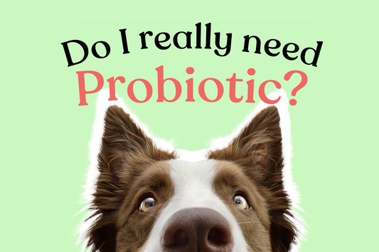 7 Signs Your Pet Needs Probiotics