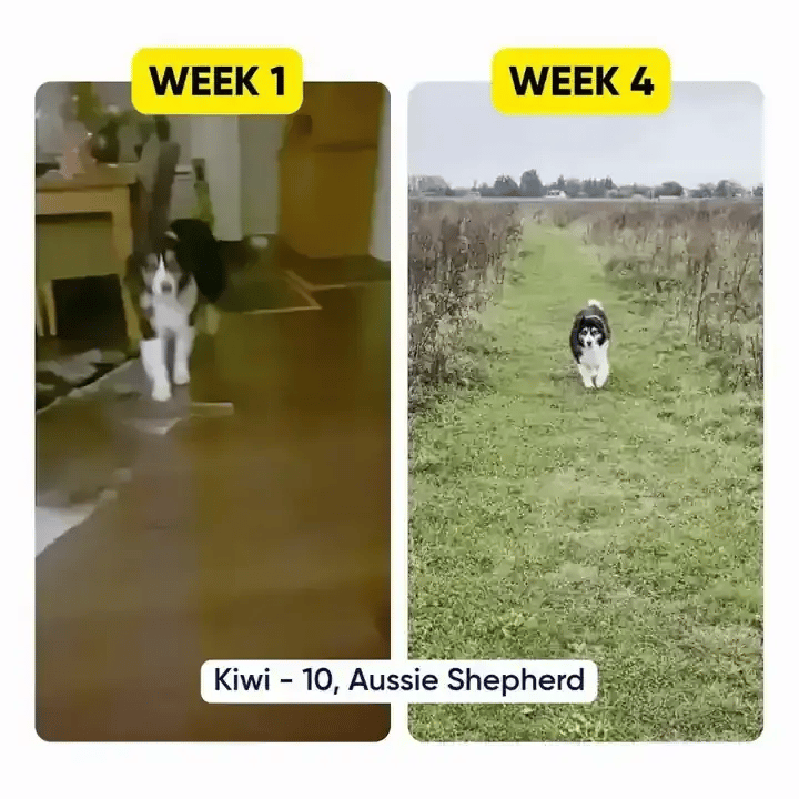 Kiwi before and after: walking stiffly, then moving freely
